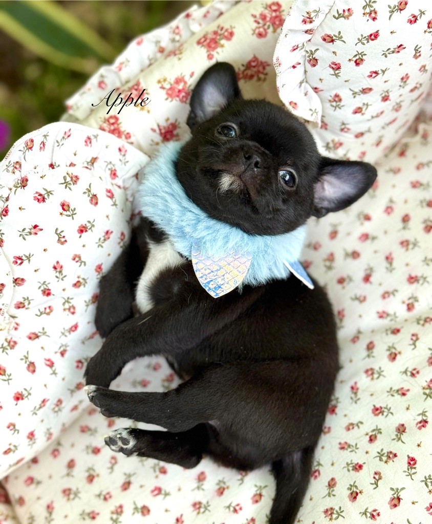 Des Pachas Des Cimes - Chiots disponibles - Chihuahua