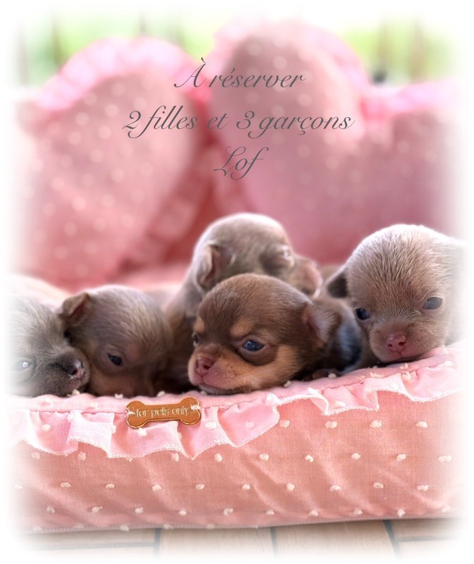Chiot Chihuahua Des Pachas Des Cimes