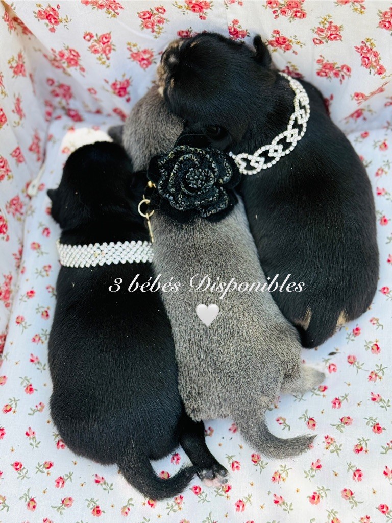 Des Pachas Des Cimes - Chiots disponibles - Chihuahua